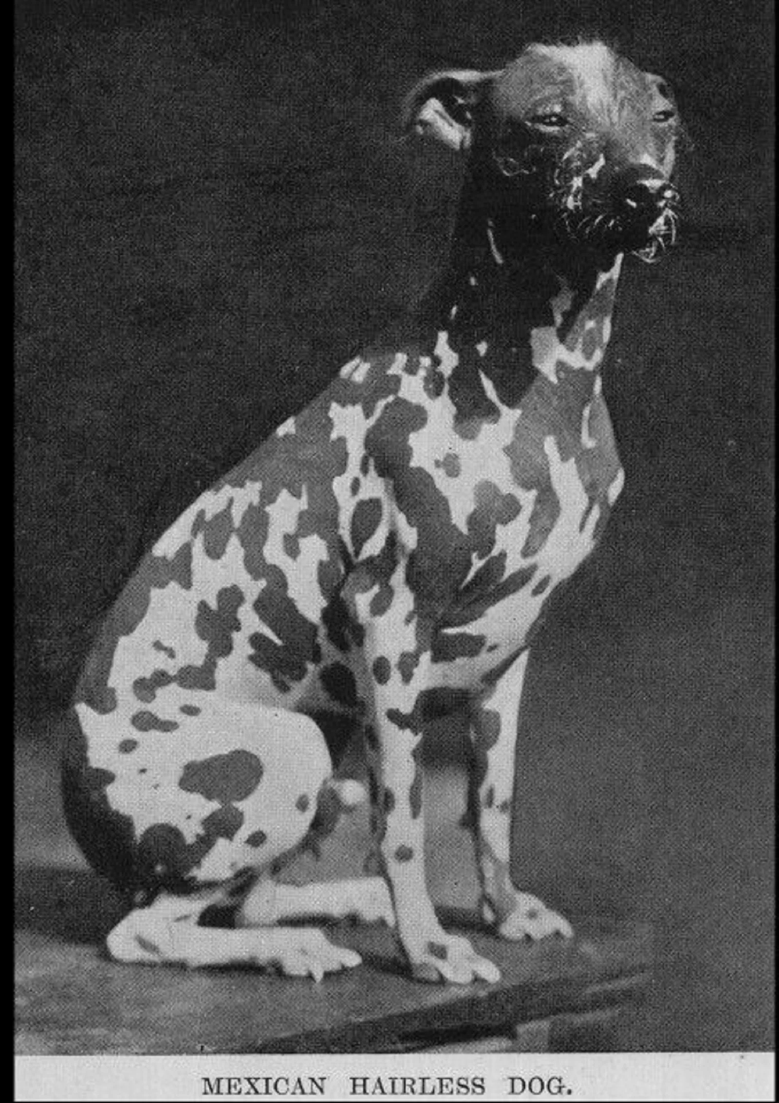 black and white xoloitzcuintli dog