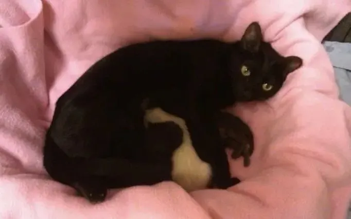 black cat lying on pink blanket