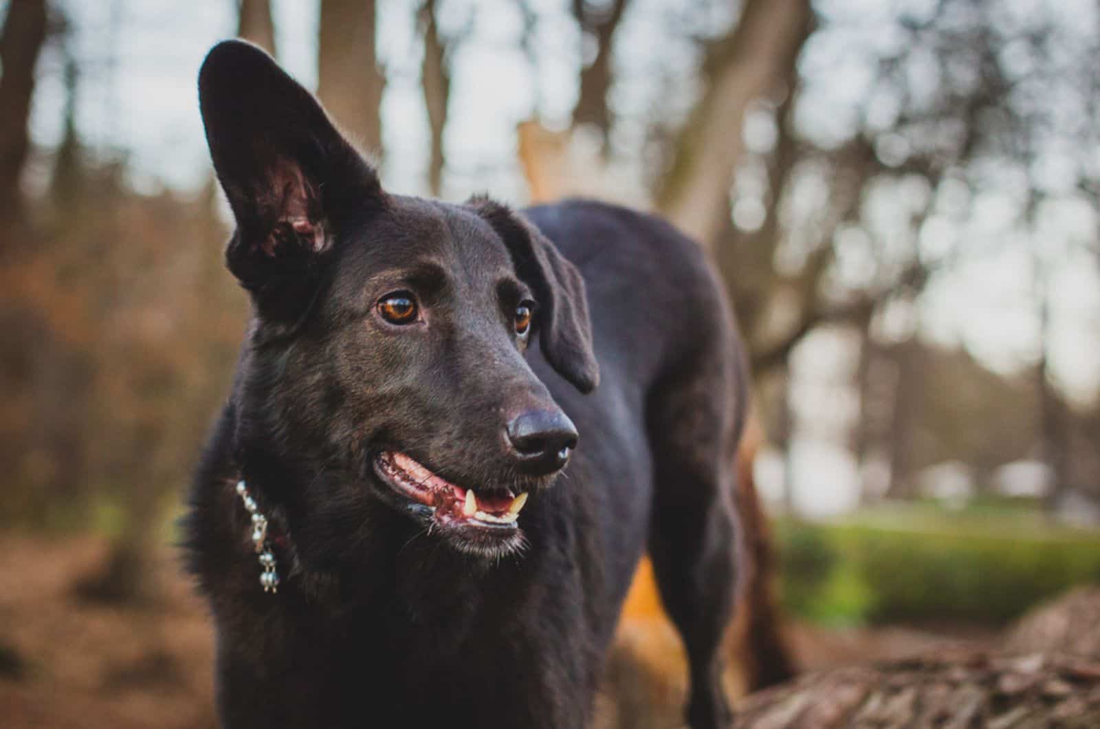 black dog listening with one ear raised and eyes staring into the distance