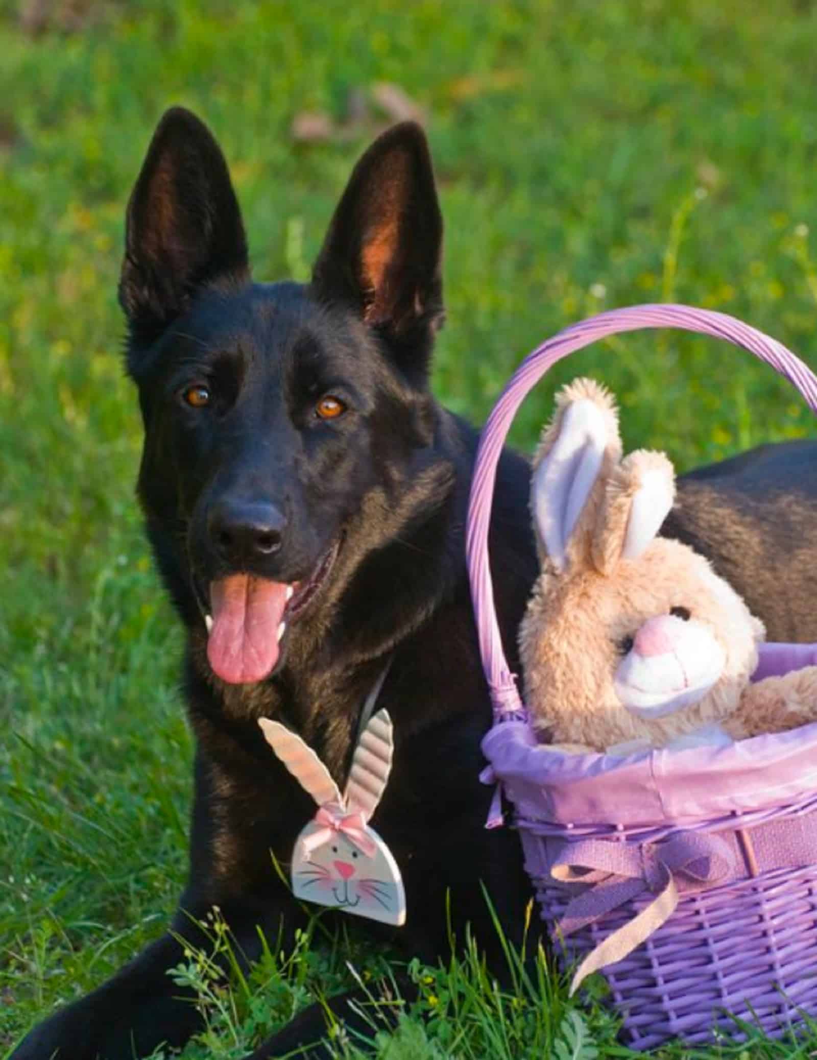 black german shepherd celebrating easter