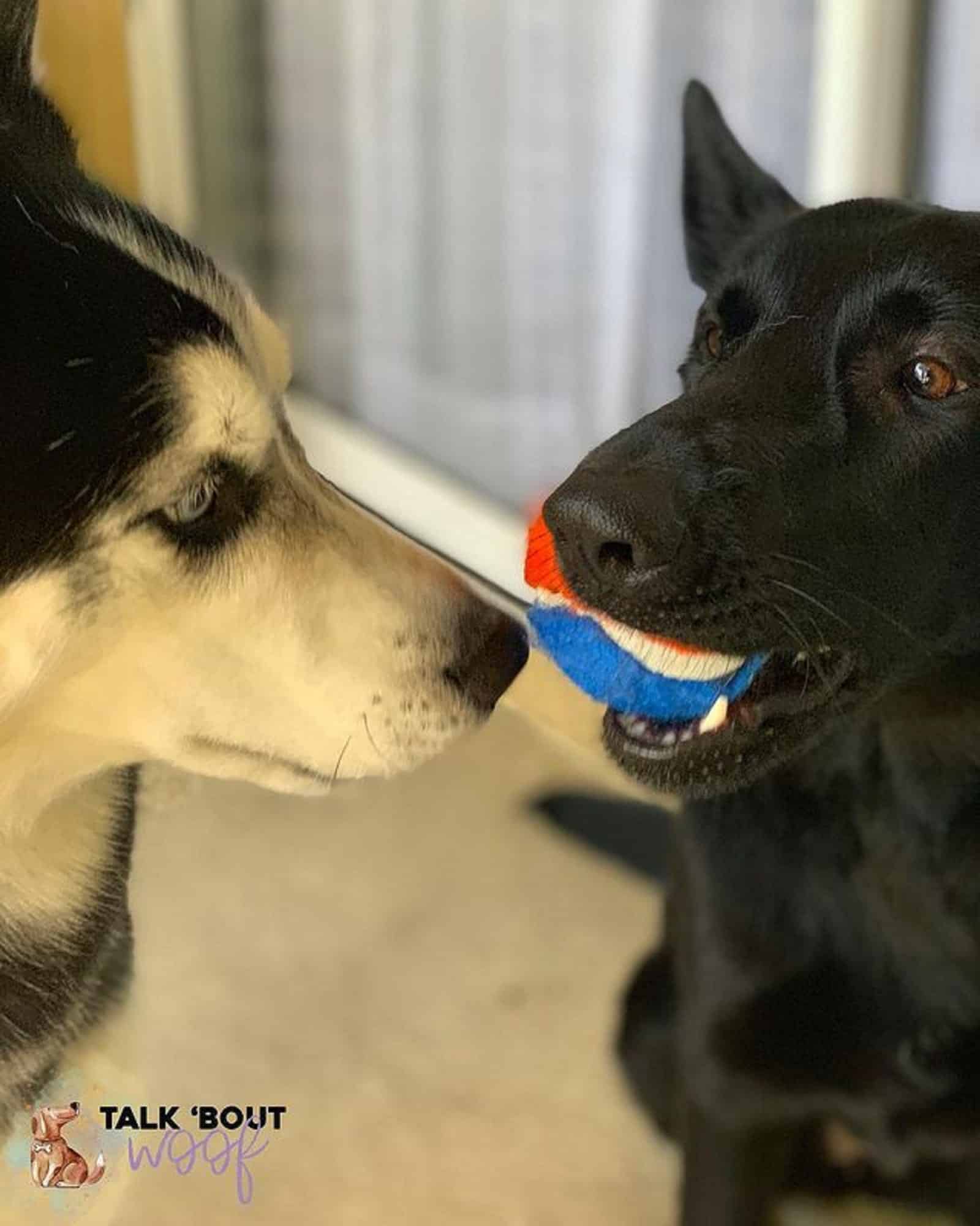 black german shepherd and husky playing with a ball