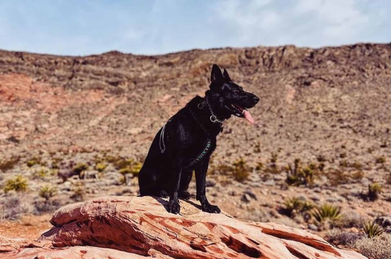 black german shepherd dog sitting on the rock in nature