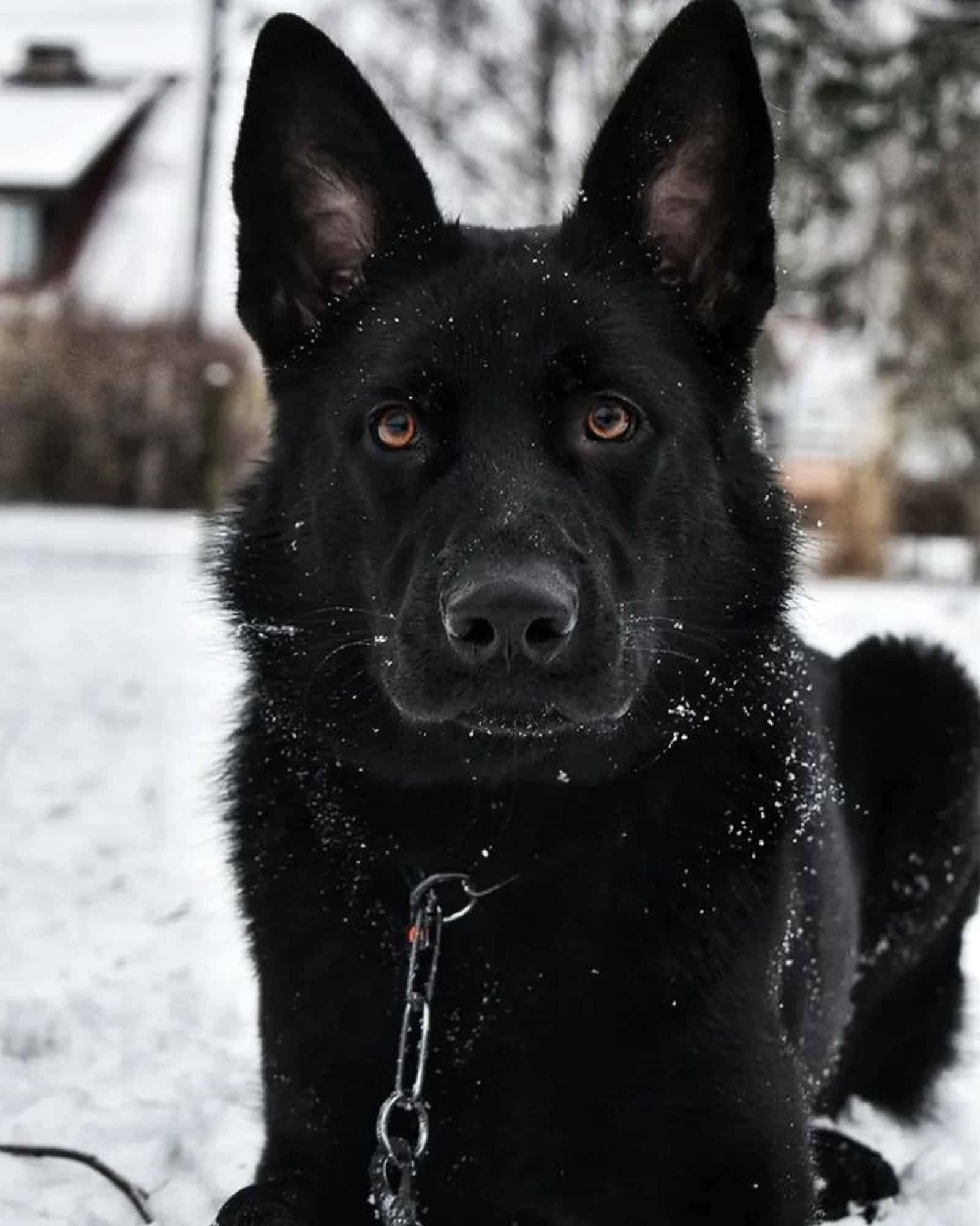 black german shepherd dog in the snow