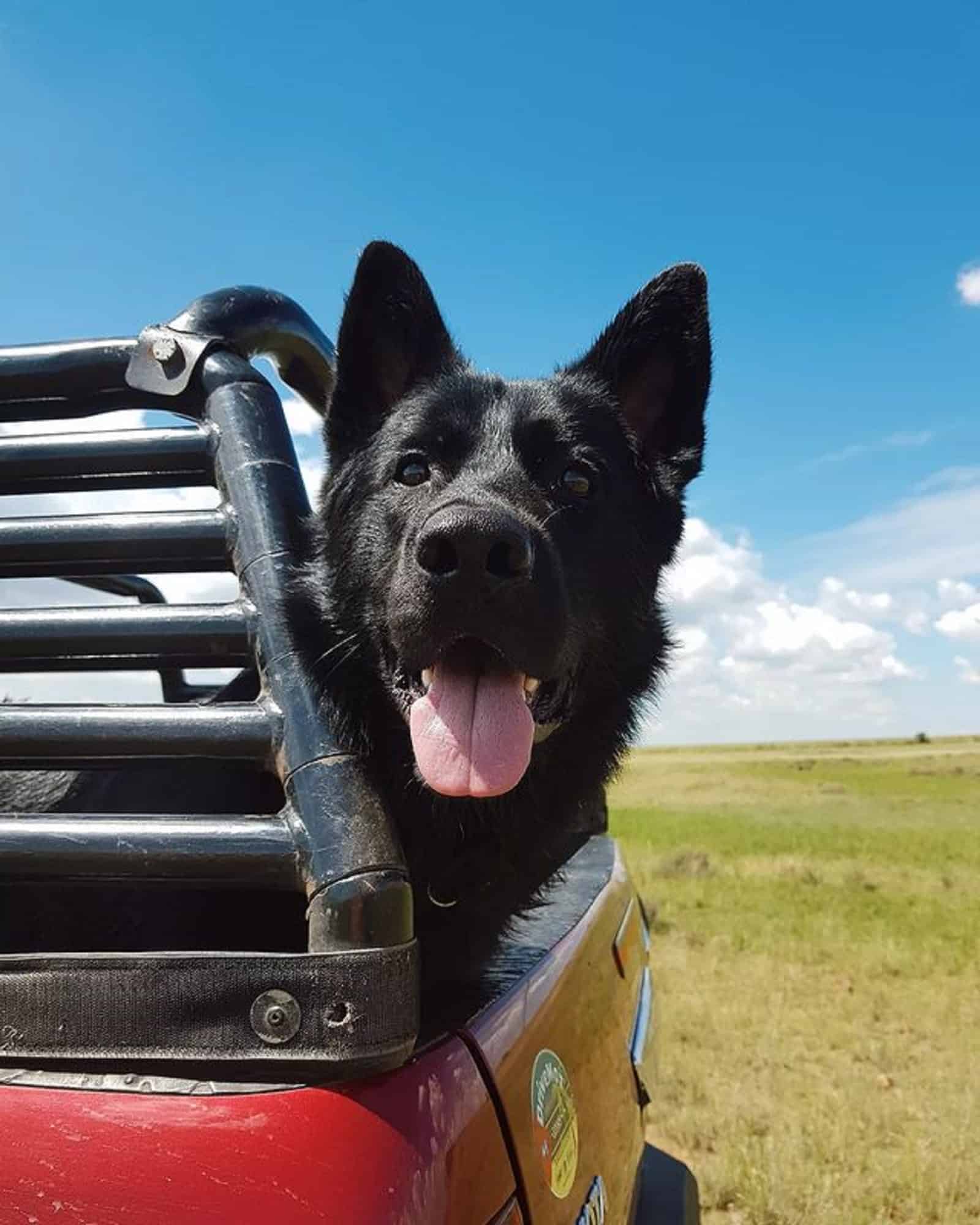 black german shepherd having a ride in the car