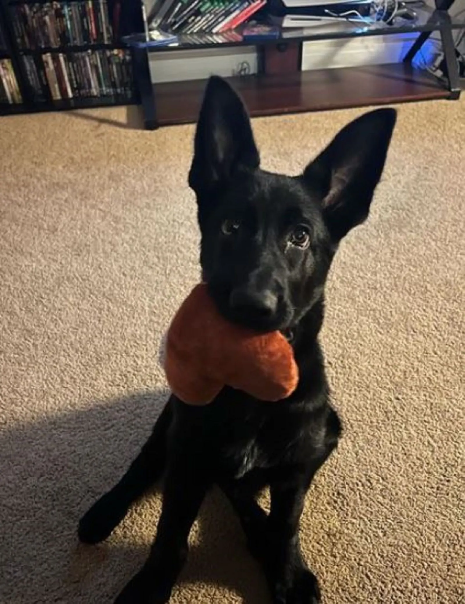 black german shepherd puppy playing with a toy indoors