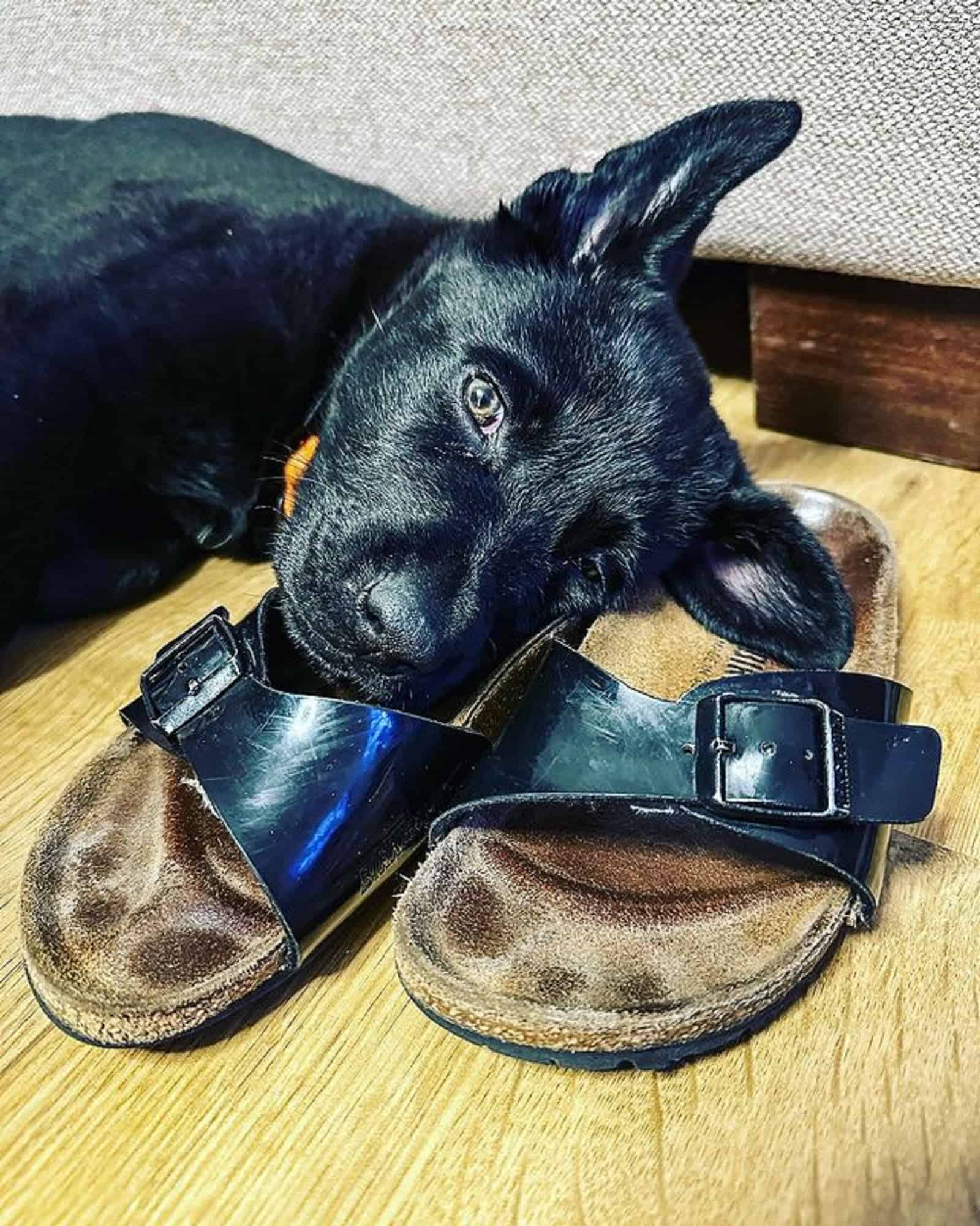 black german shepherd puppy lying on slippers