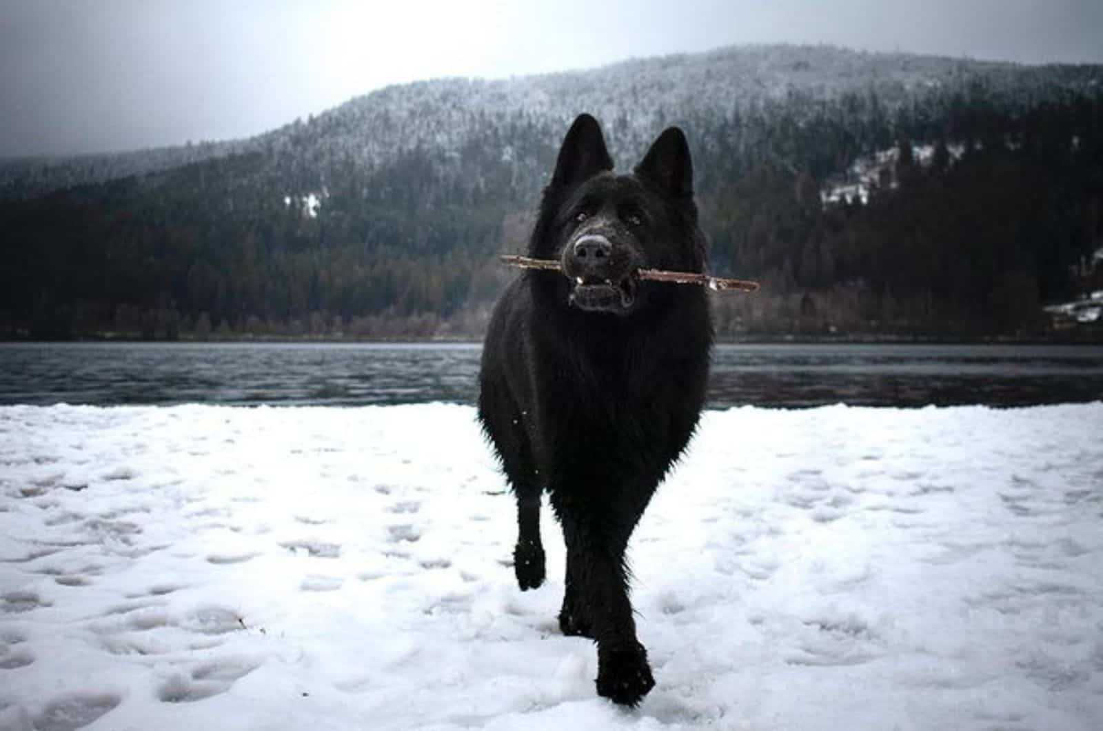 black german shepherd playing in the snow