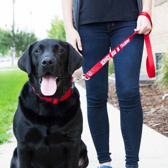 black labrador being a service dog