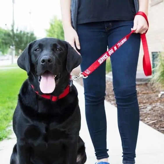 black labrador being a service dog