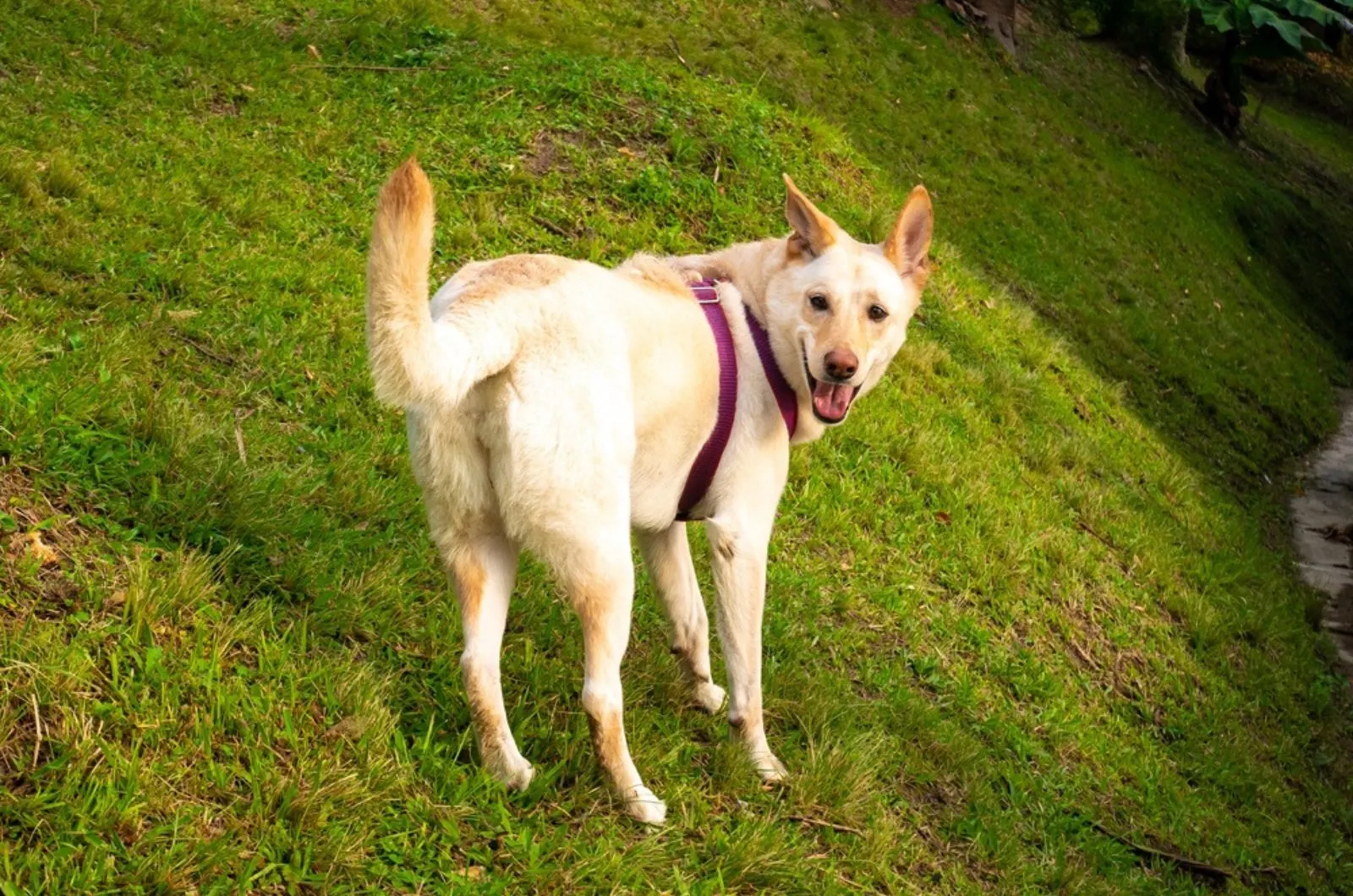 blonde german shepherd standing on the grass in the park