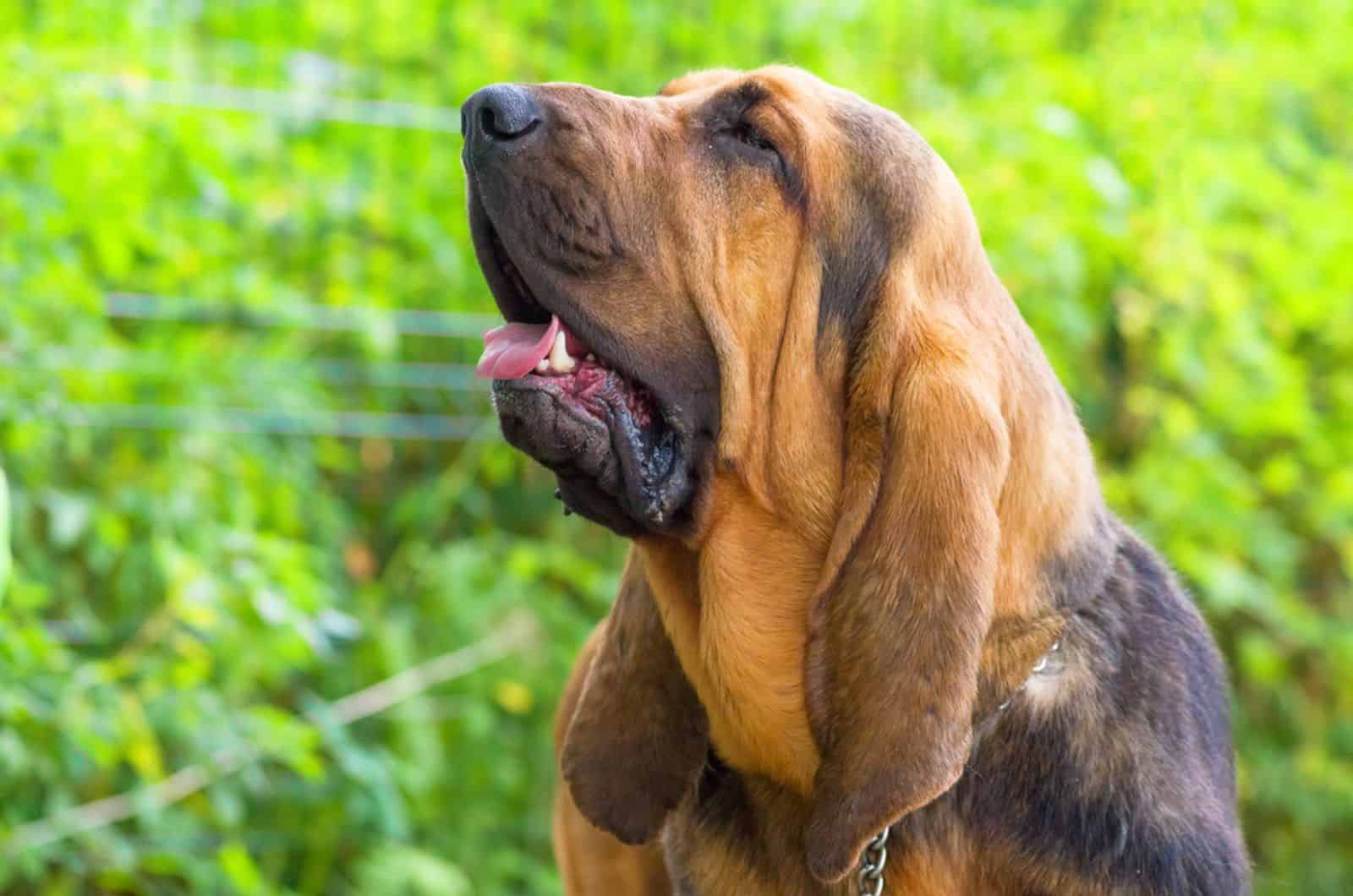 bloodhound dog in garden