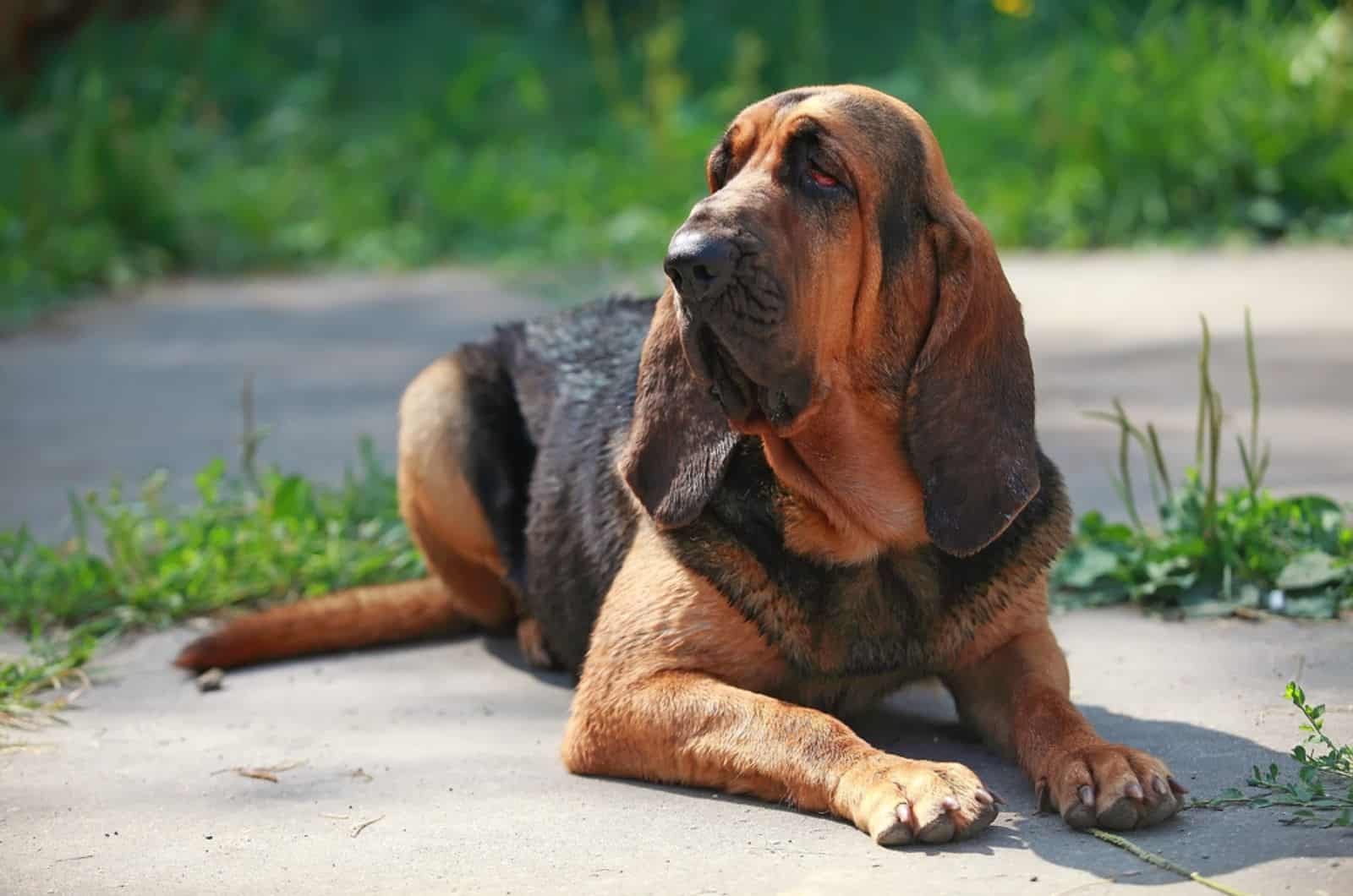 bloodhound dog lying on the ground