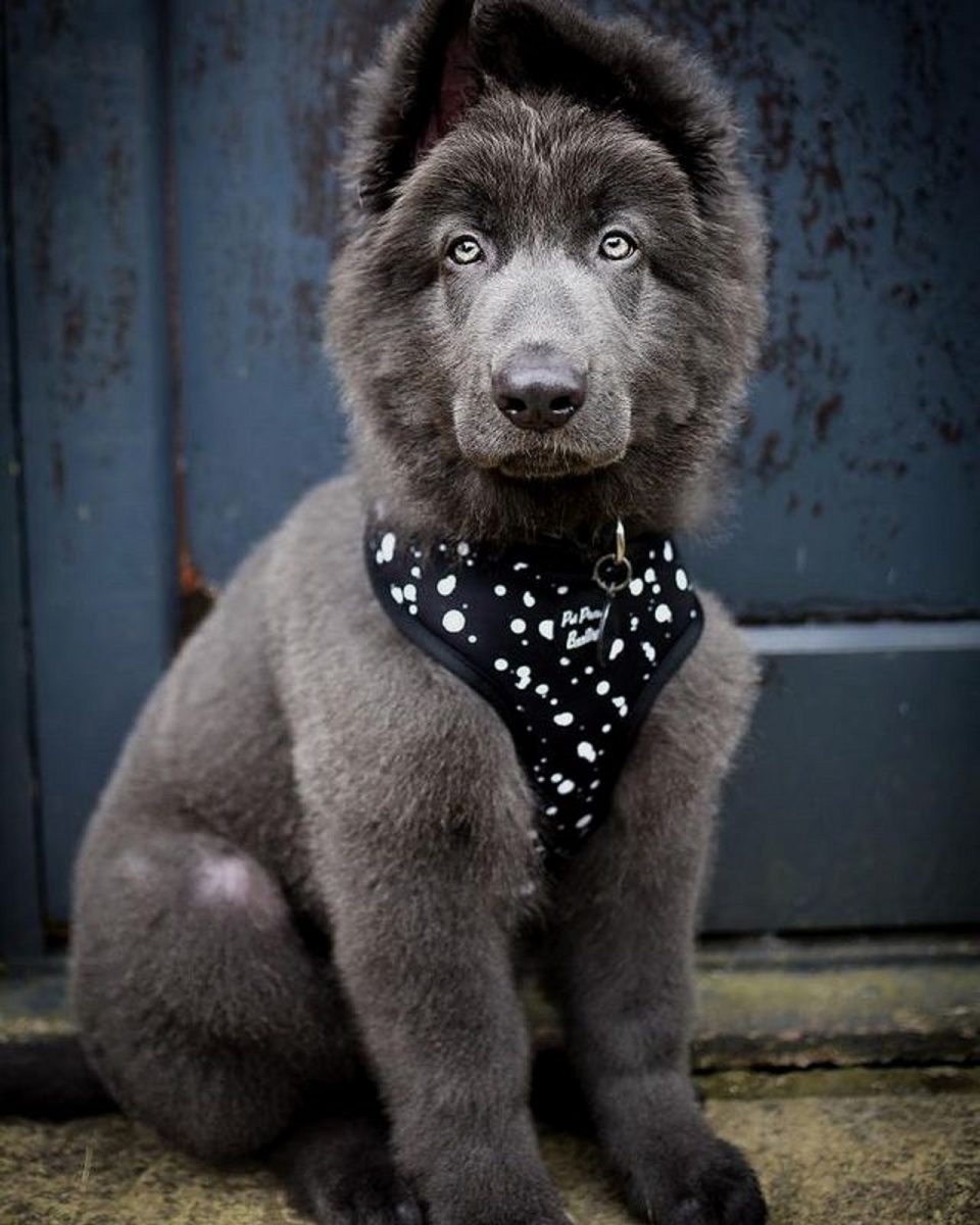 You Won T See Anything Sweeter Than These 13 German Shepherd Pups You Won T See Anything Sweeter Than These 13 German Shepherd Pups