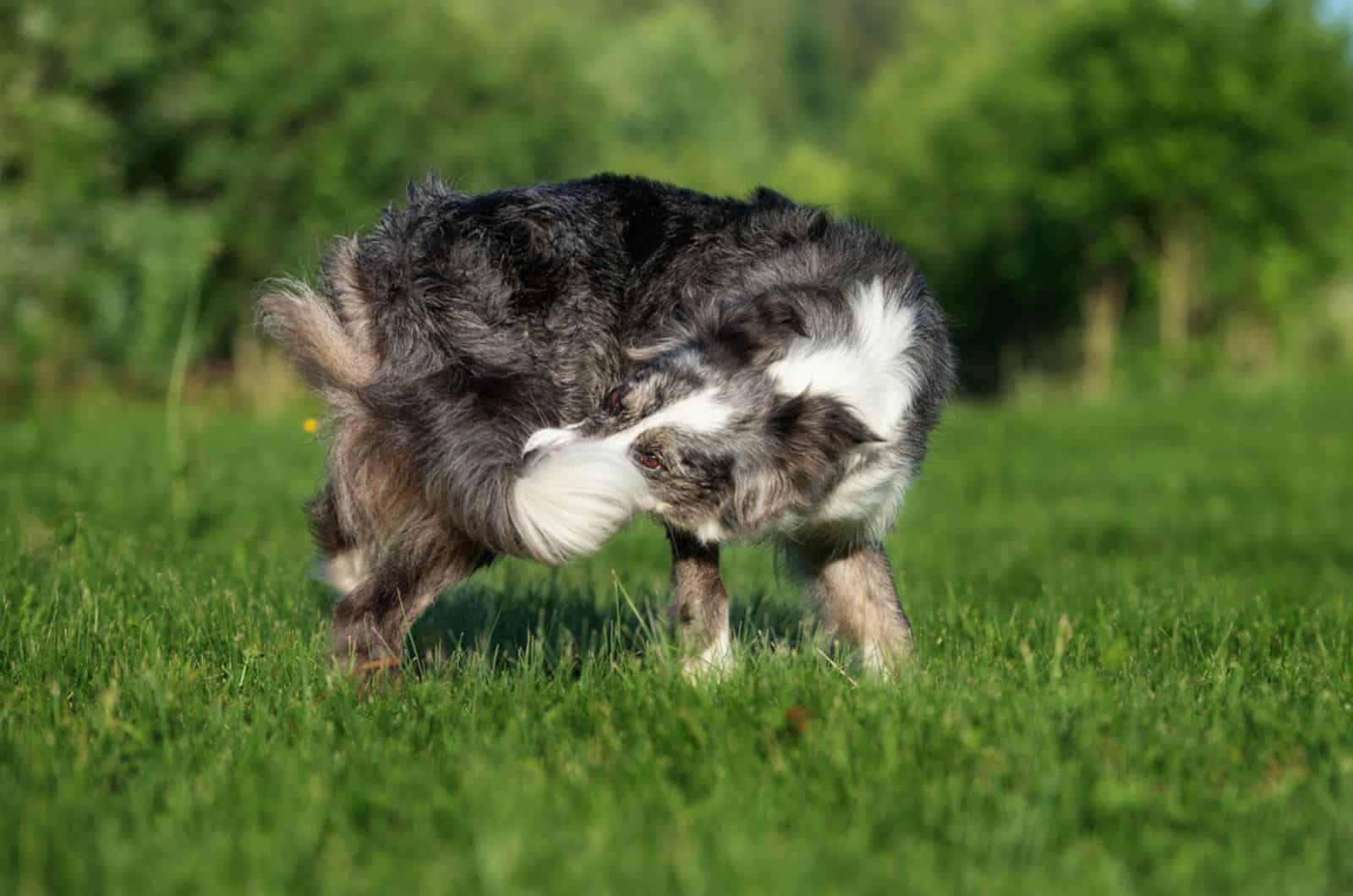 border collie dog catches his tail on a meadow