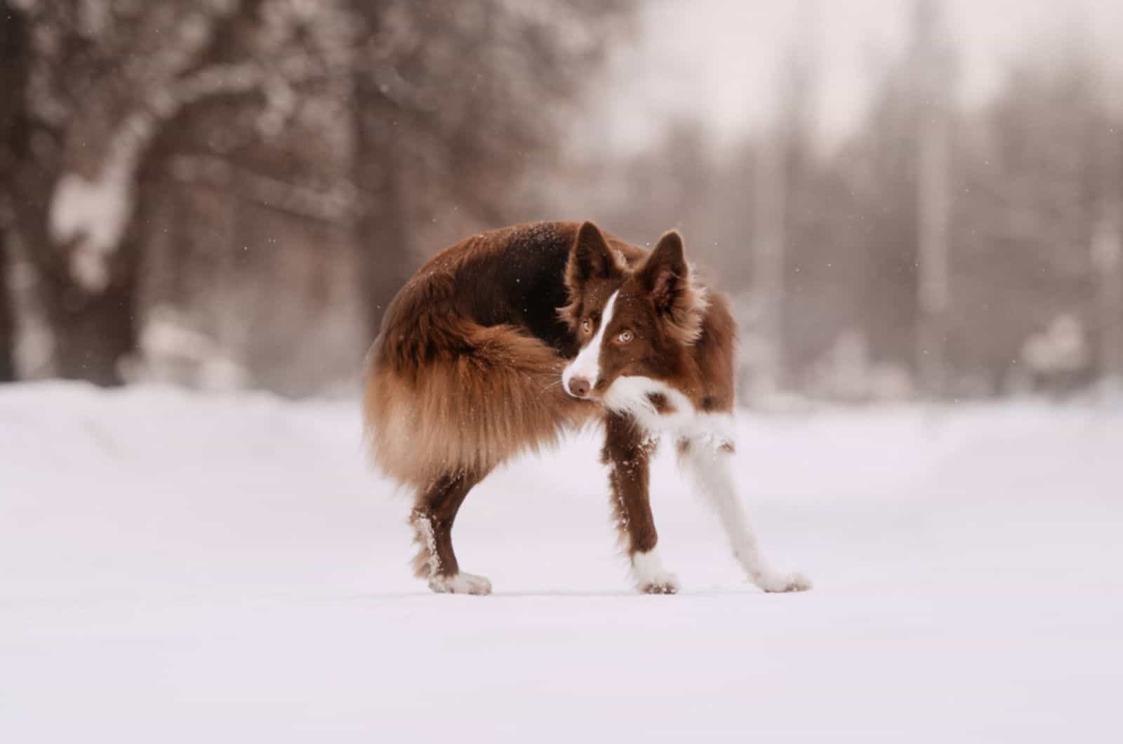border collie dog catching his own tail outdoors in winter