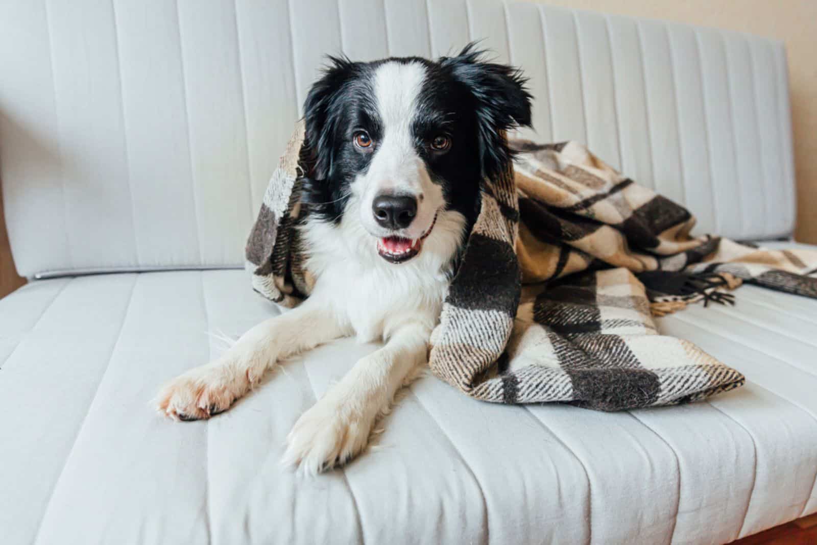 border collie lying on couch under plaid