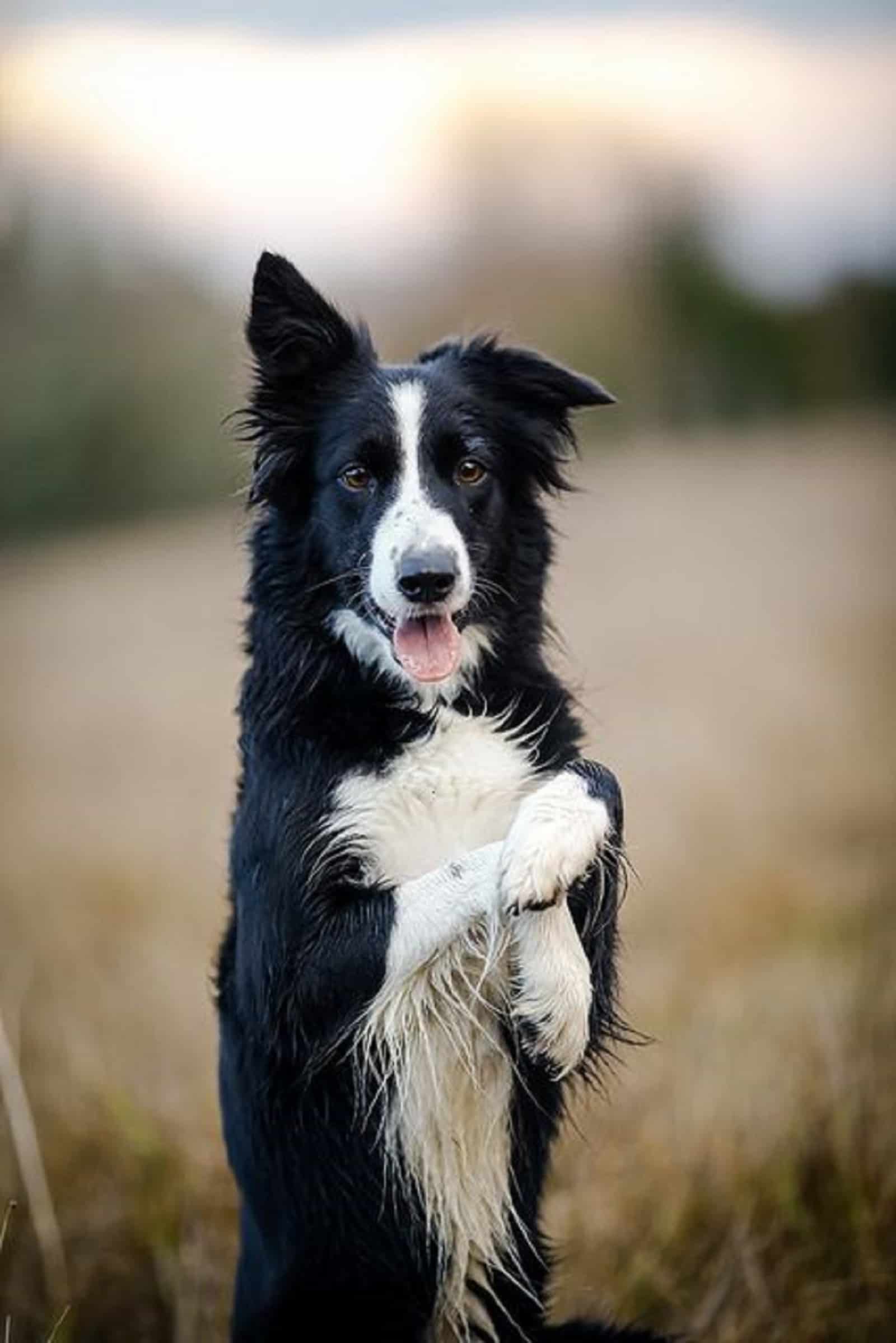 border collie playing outdoors