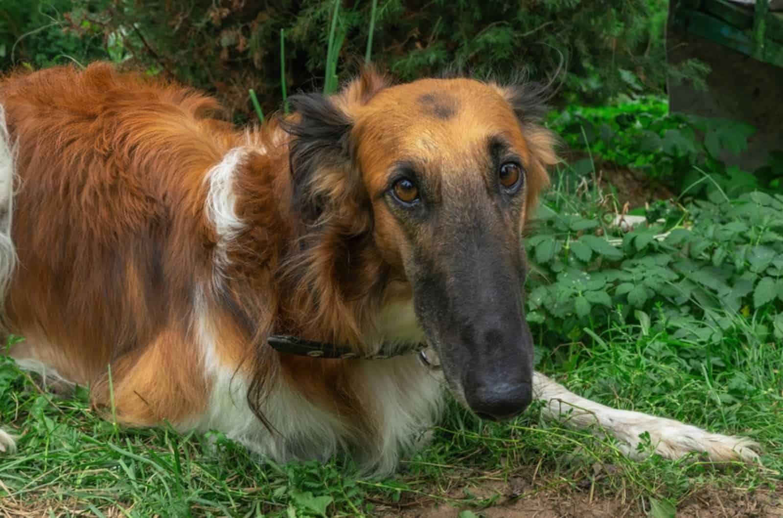 borzoi dog lying on the ground