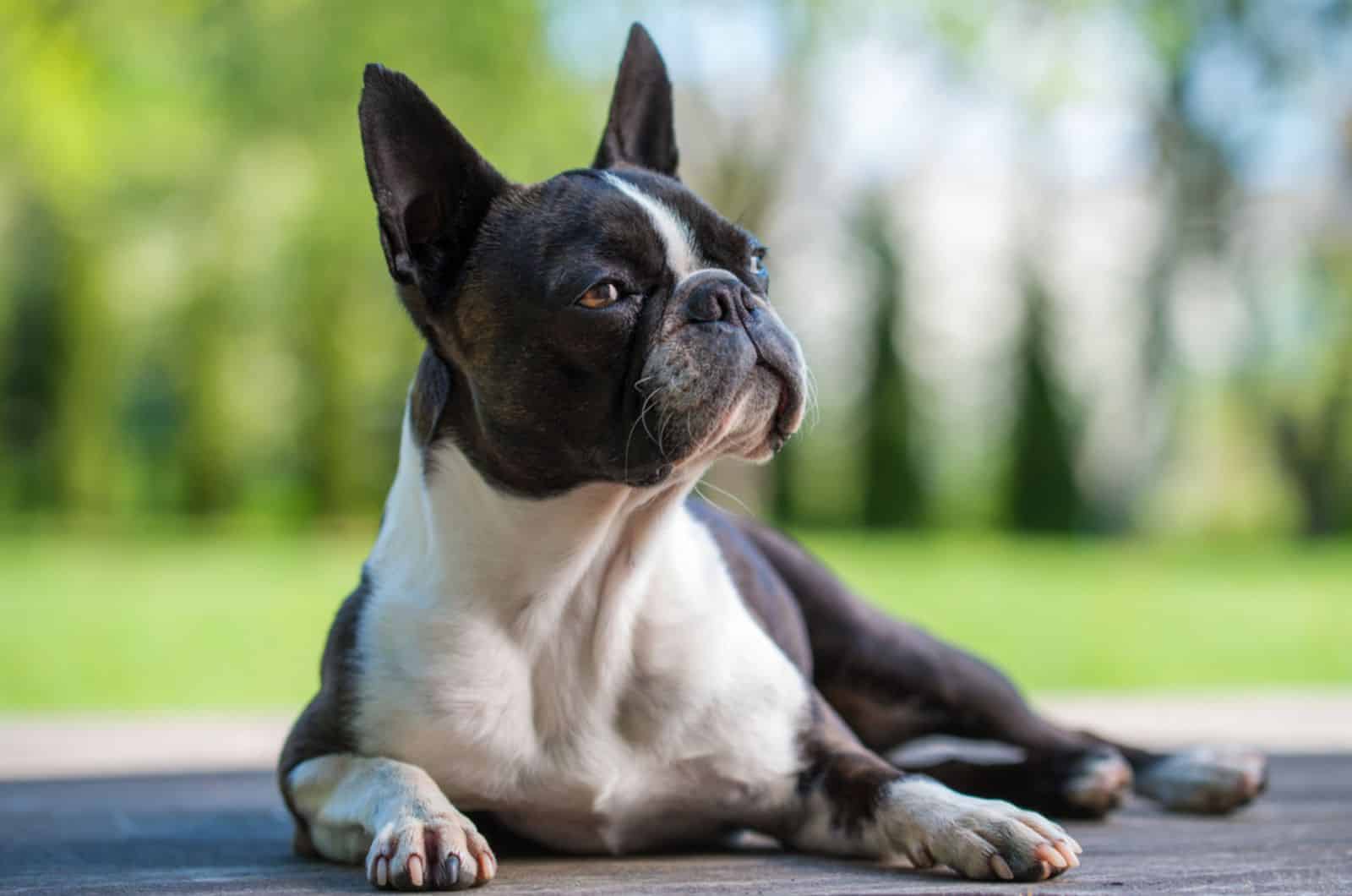 boston terrier dog lying on a terrace