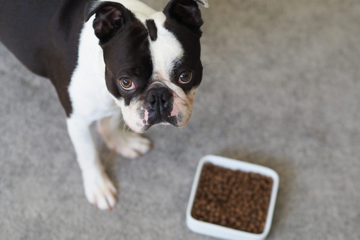 9 Warning Signs Of Worms In Dogs Every Owner Should Be Aware Of