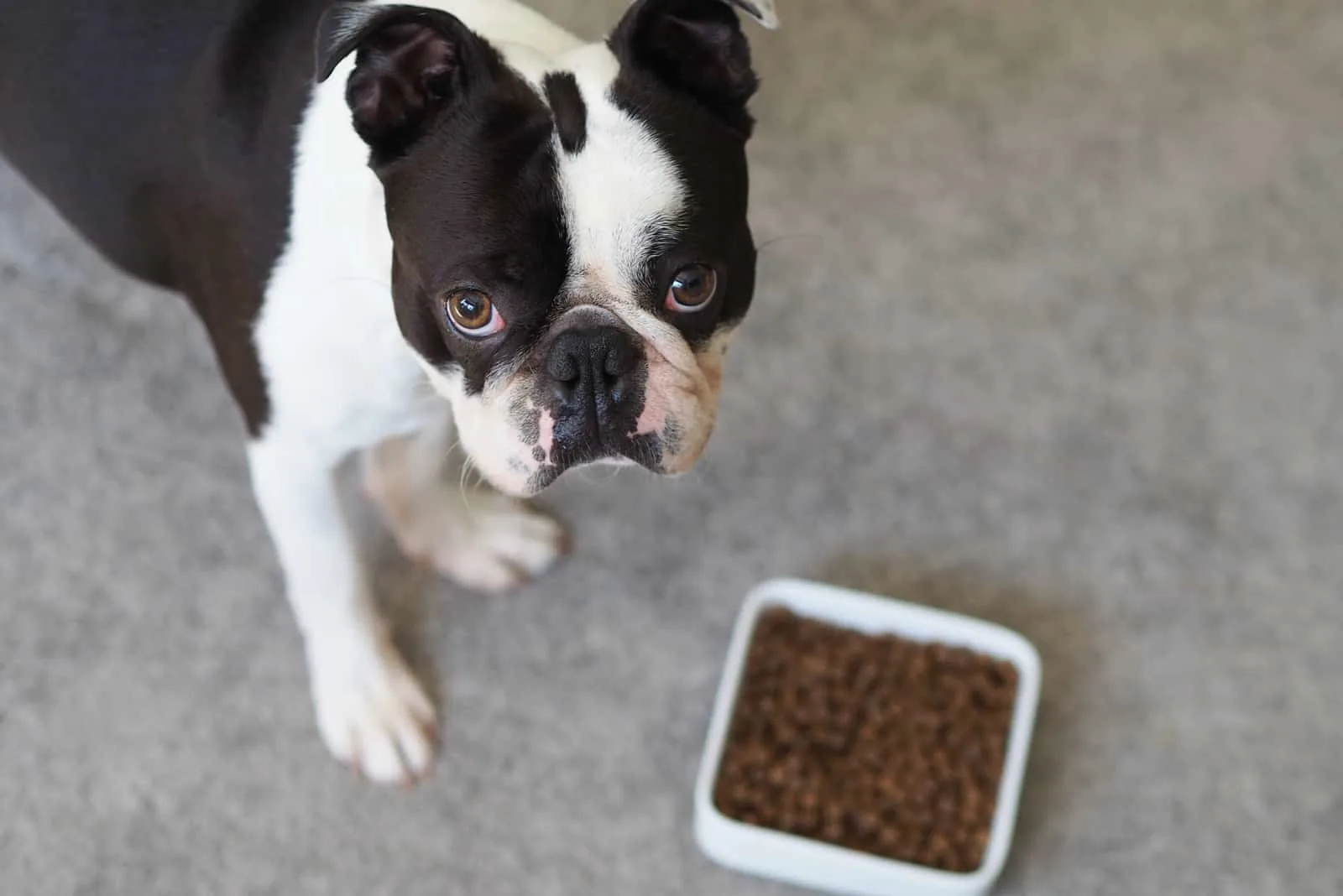 boston terrier eating dog food