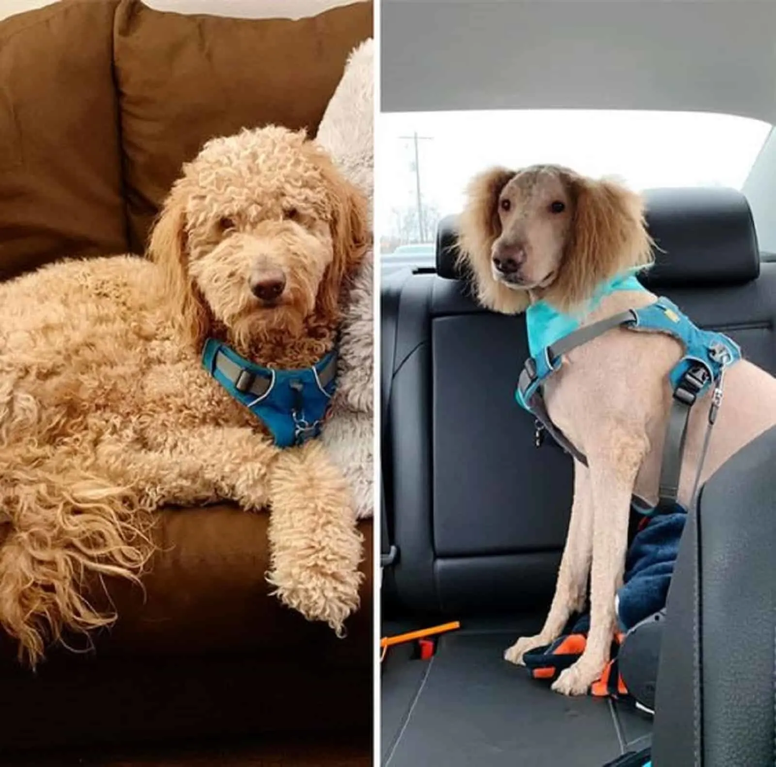 brown dog before and after haircut