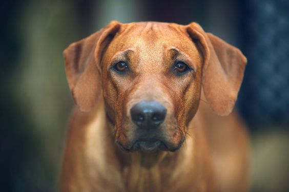 brown dog maintaining eye contact