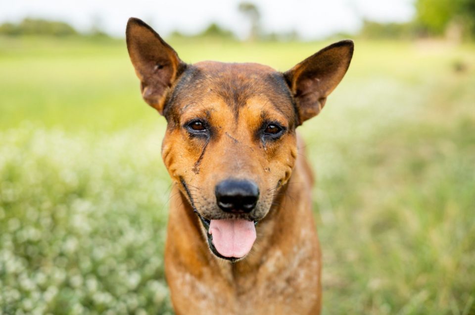 21 Causes Of Watery Eyes In Dogs And Helpful Solutions