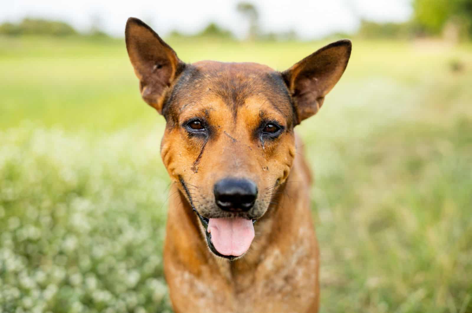 brown dog with watery eyes in nature