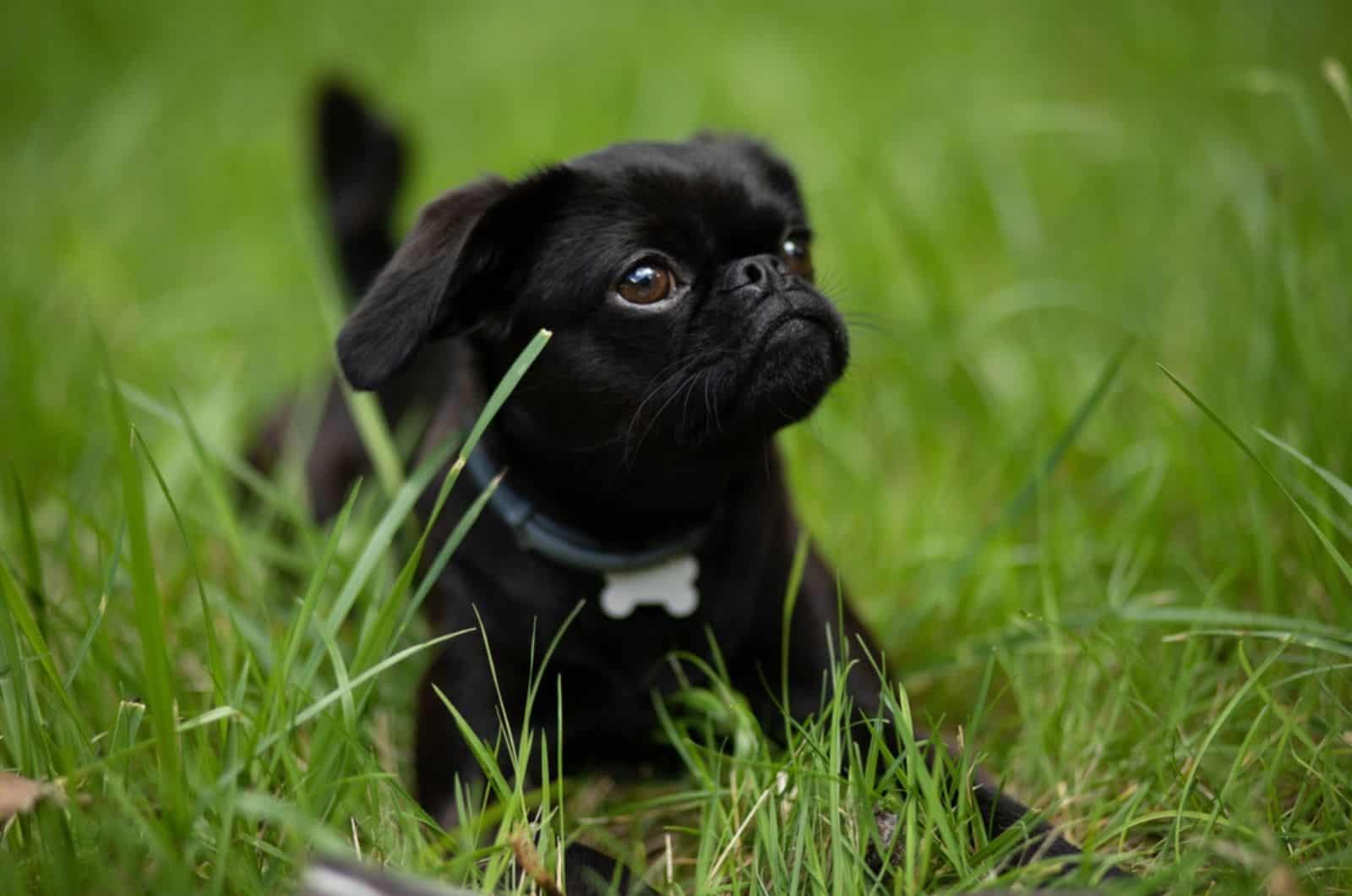 brussel griffon lying in the grass