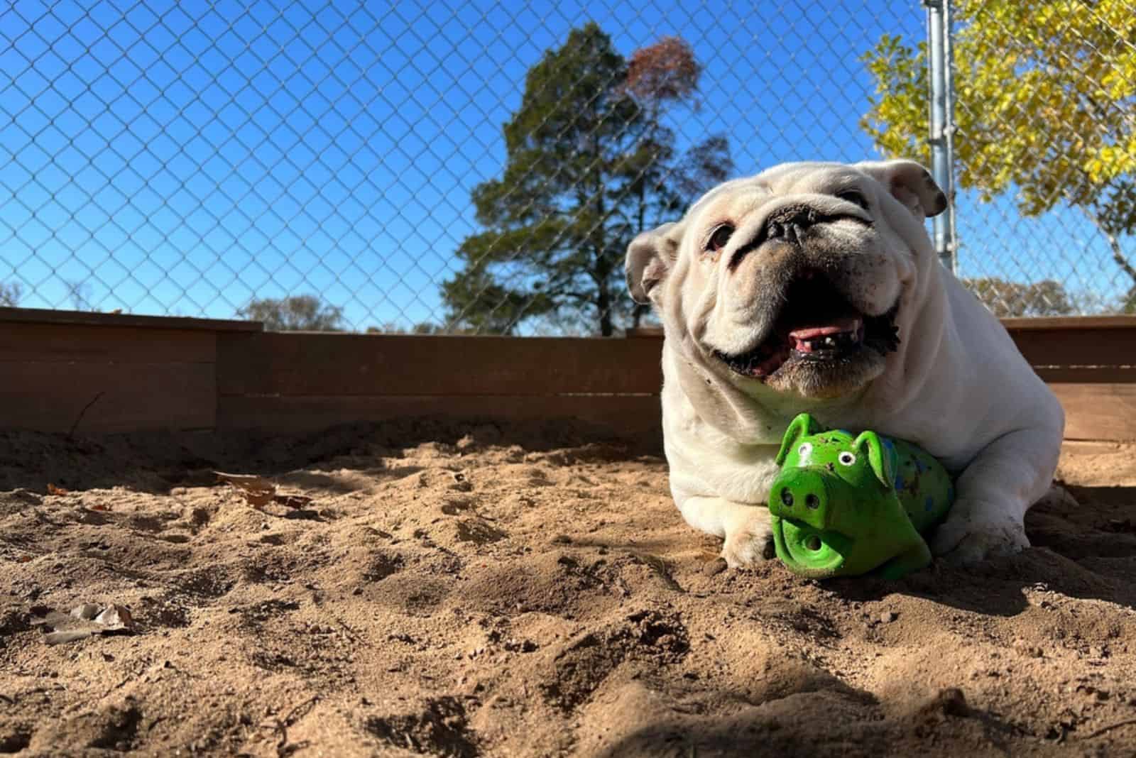  bulldog playing with favorite green squeaky toy pig