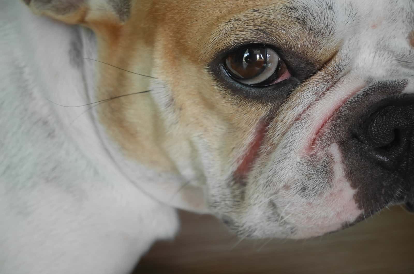 bulldog with skin infection