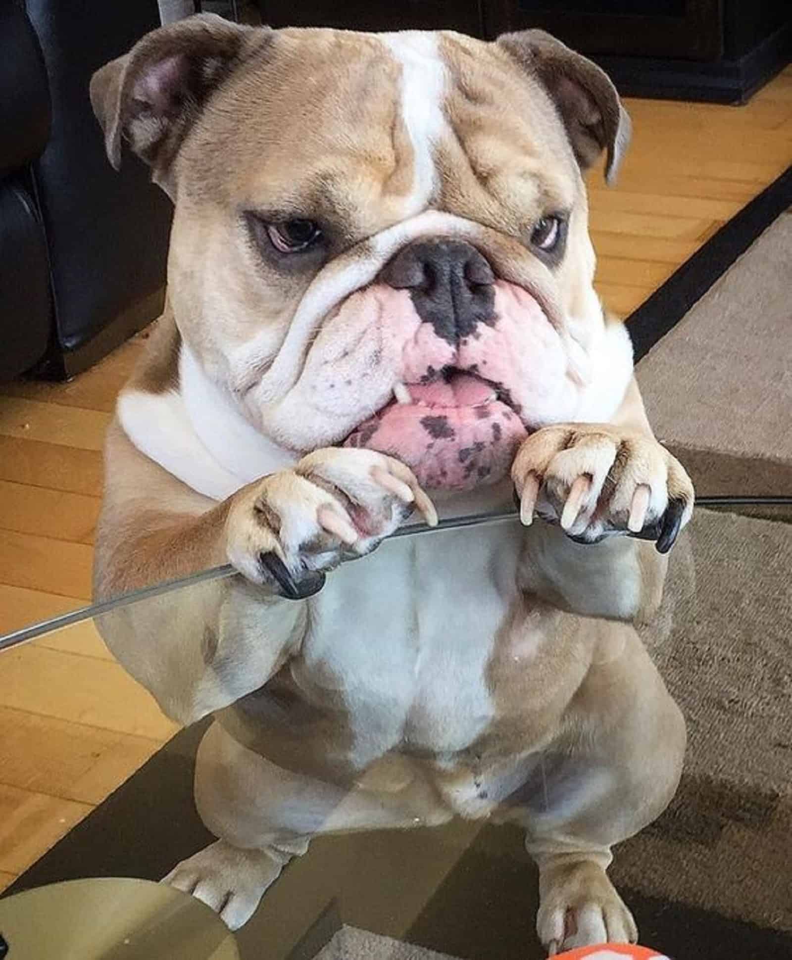 bulldog leaning on coffee table