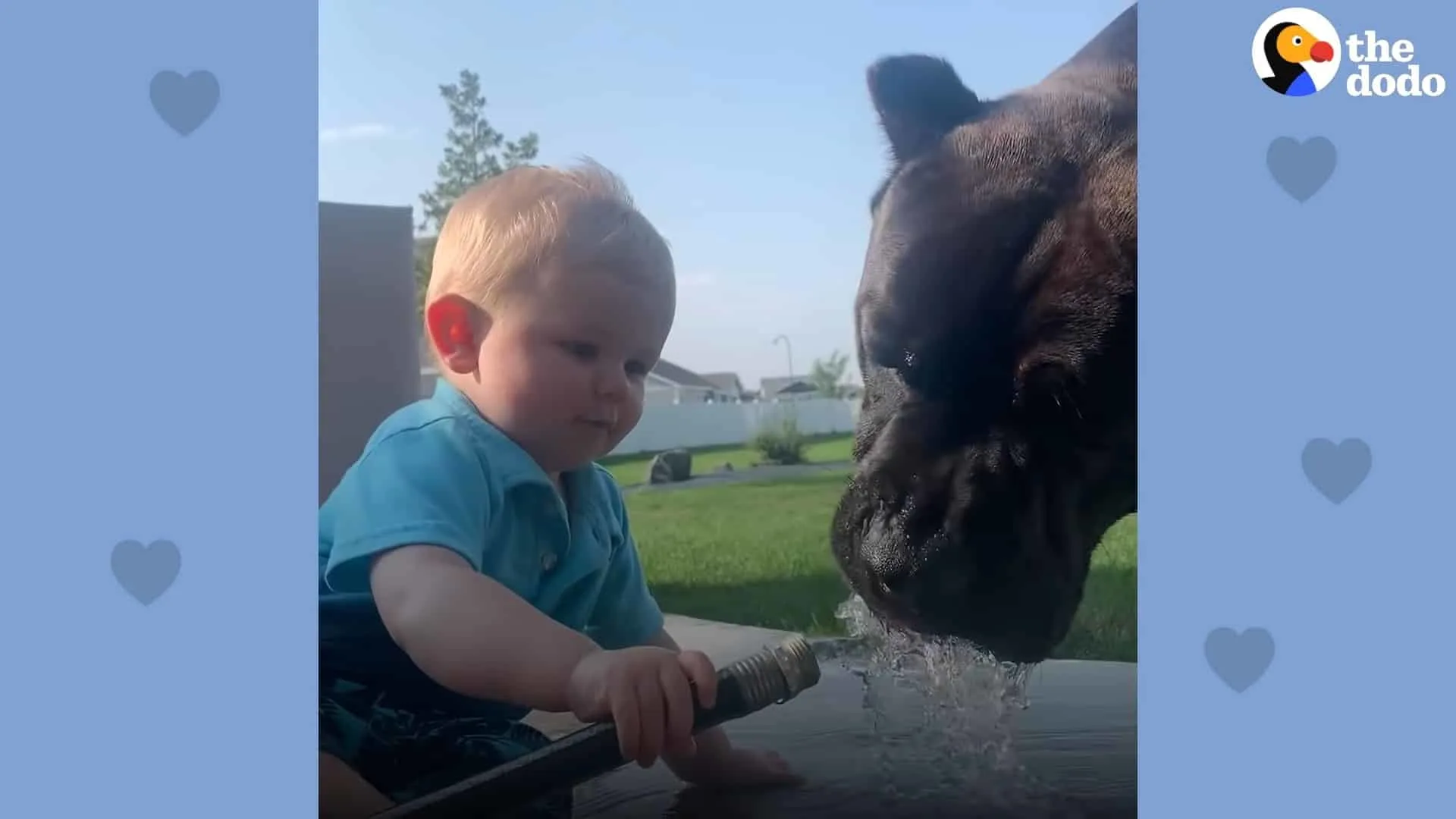 cane corso Drax drinks water that the baby pours