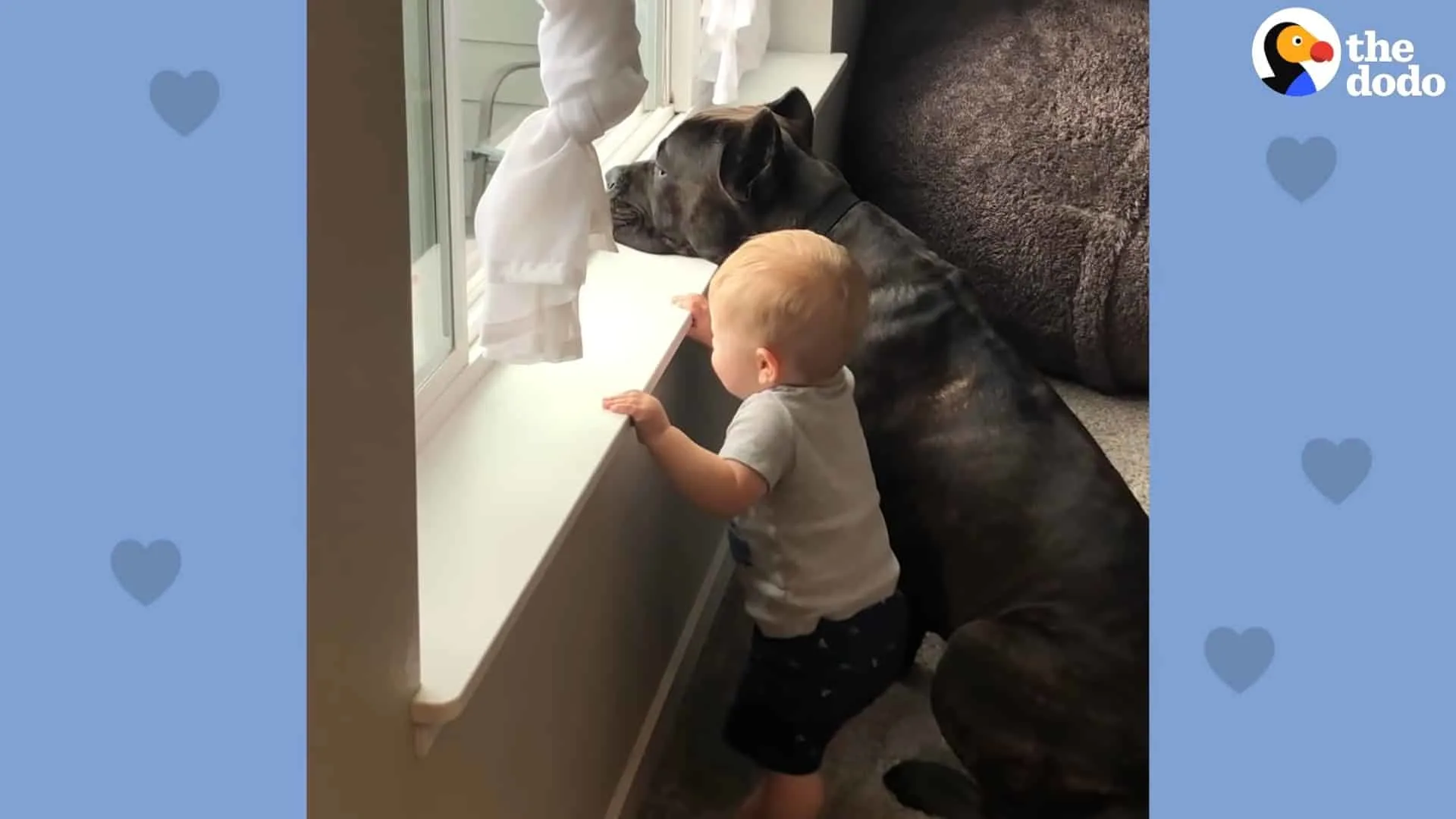 cane corso and baby watching by the window together