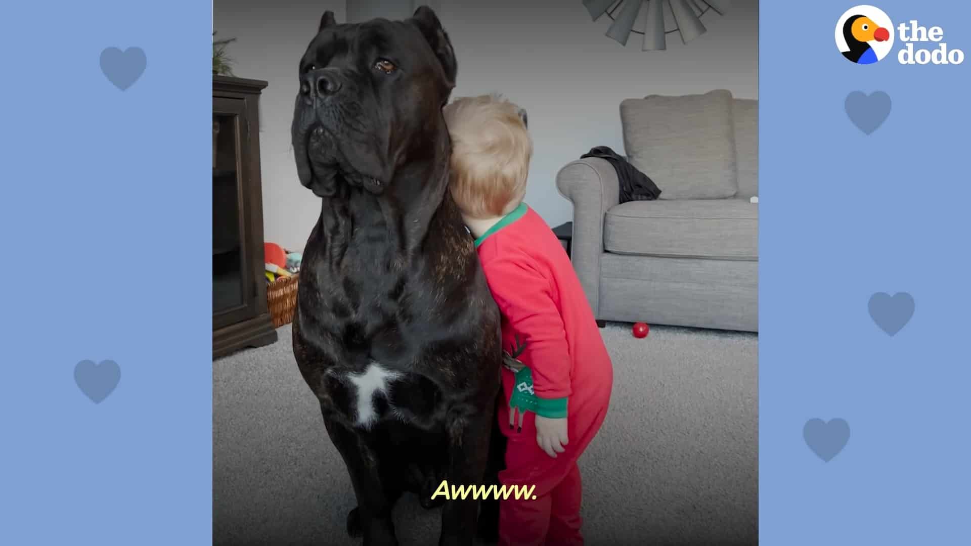 cane corso protects the baby