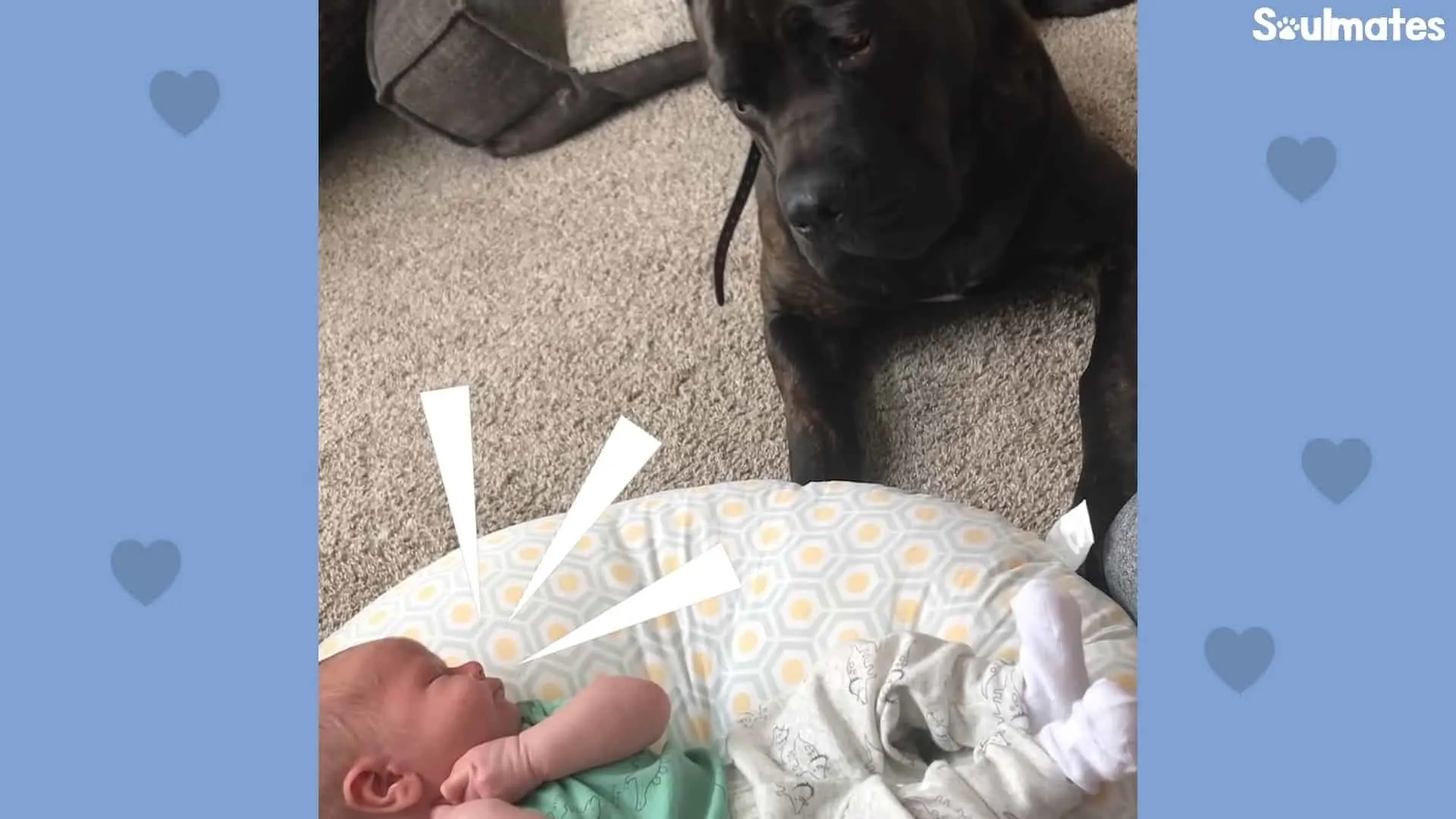 cane corso watching a small baby