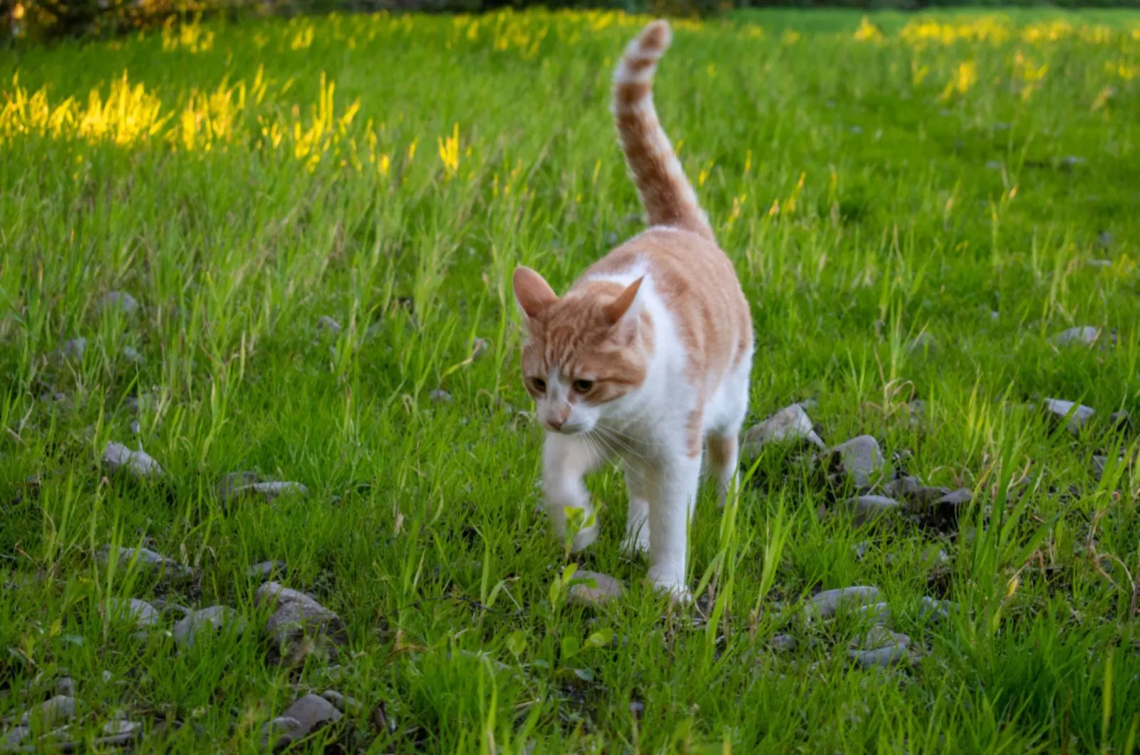 cat walking on a meadow and exploring