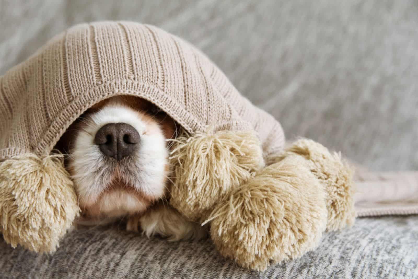 cavalier dog covered with a warm tassel blanket