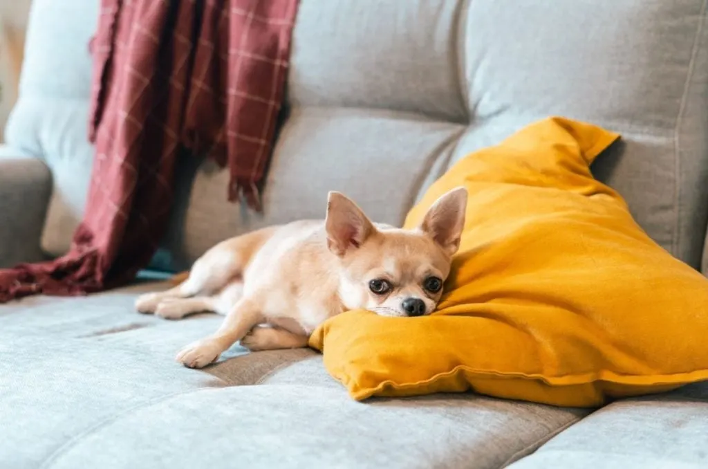 chihuahua dog lying on the couch