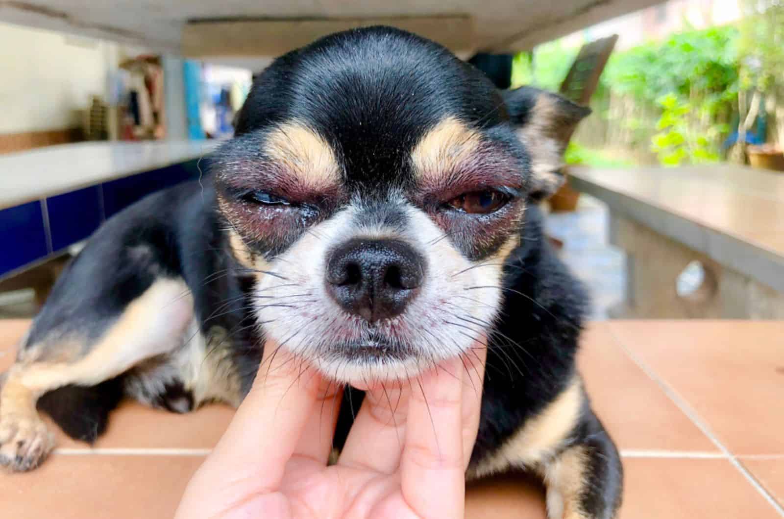 chihuahua dog with red swelling eyes filled with water