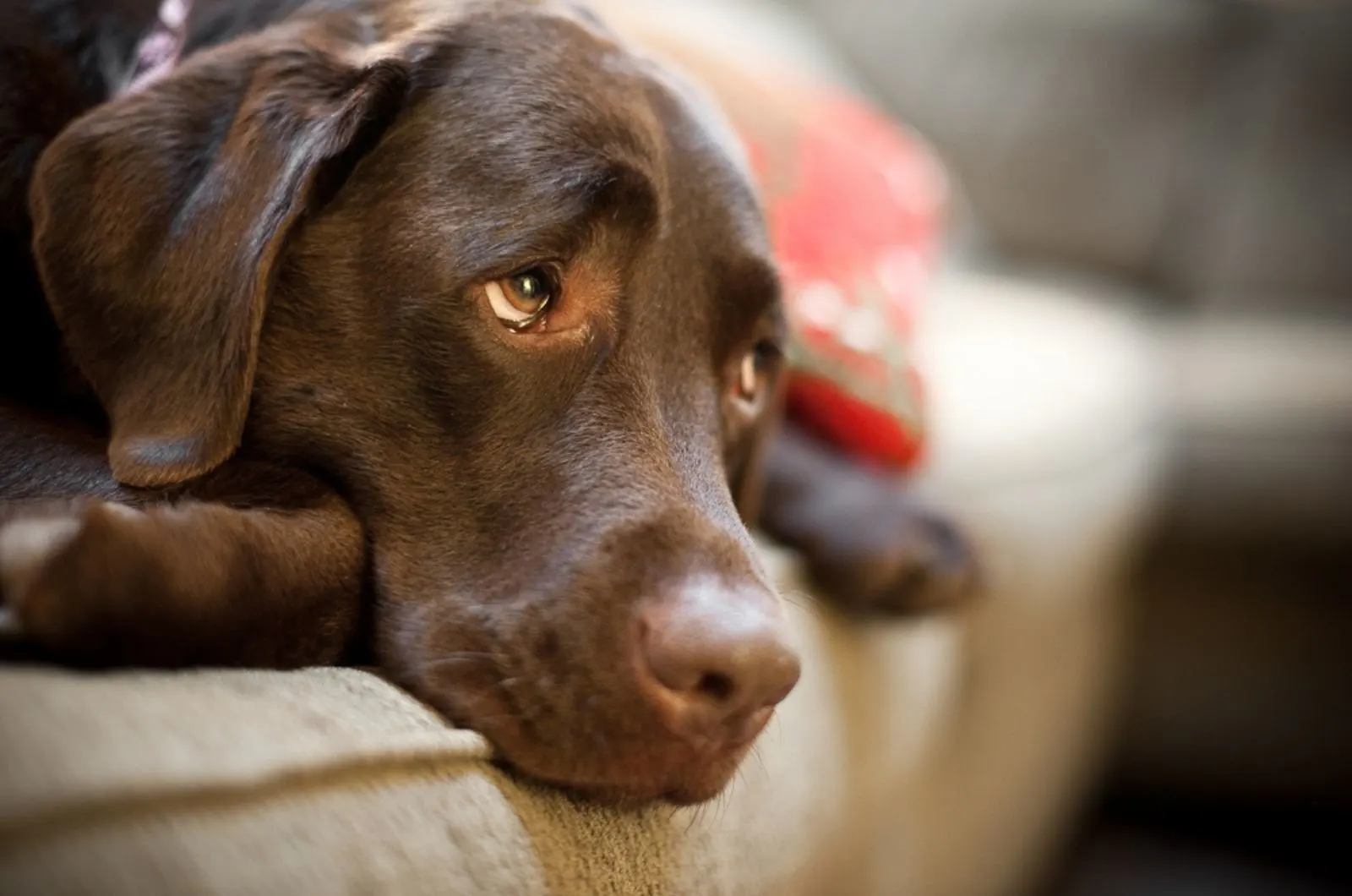 chocolate labrador dog with irritated eyes