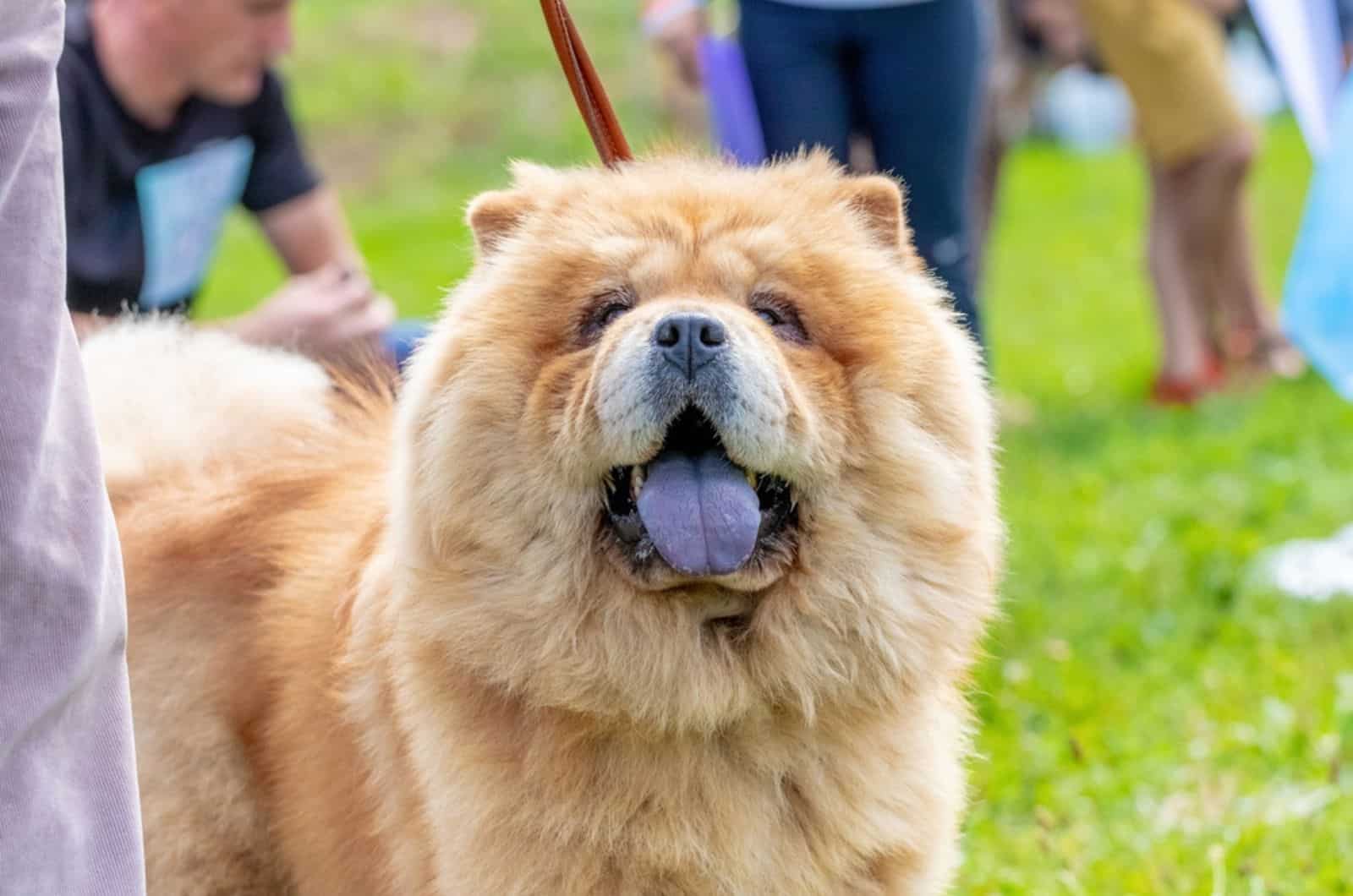 chow chow dog in the park