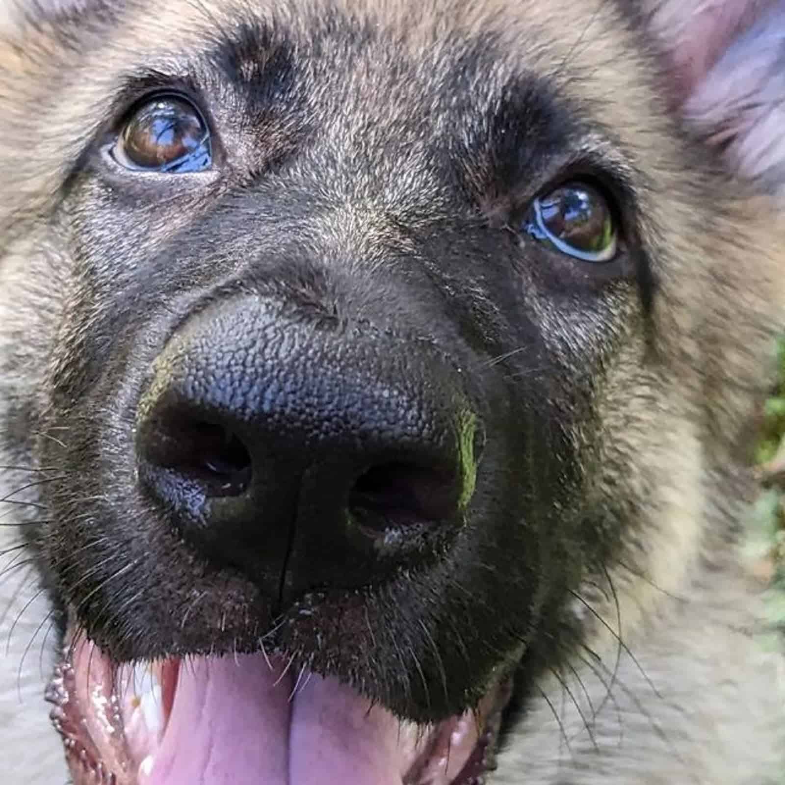 close up view of sable german shepherd dog showing his nose