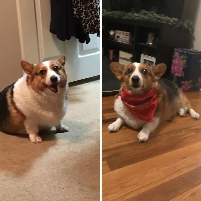 comparing dog from before and after adoption