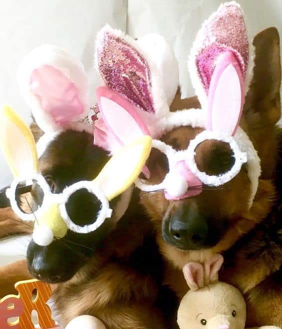 cool gsds with glasses