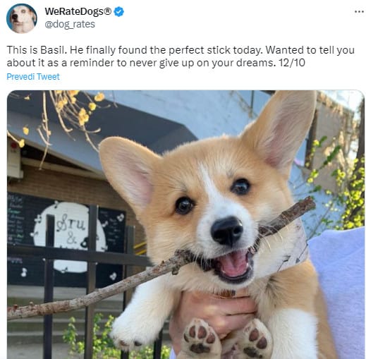 corgi biting a stick