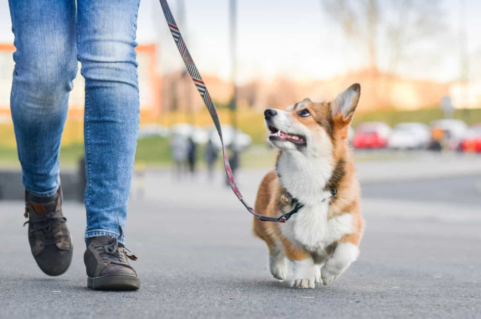 corgi dog walking with dog walker