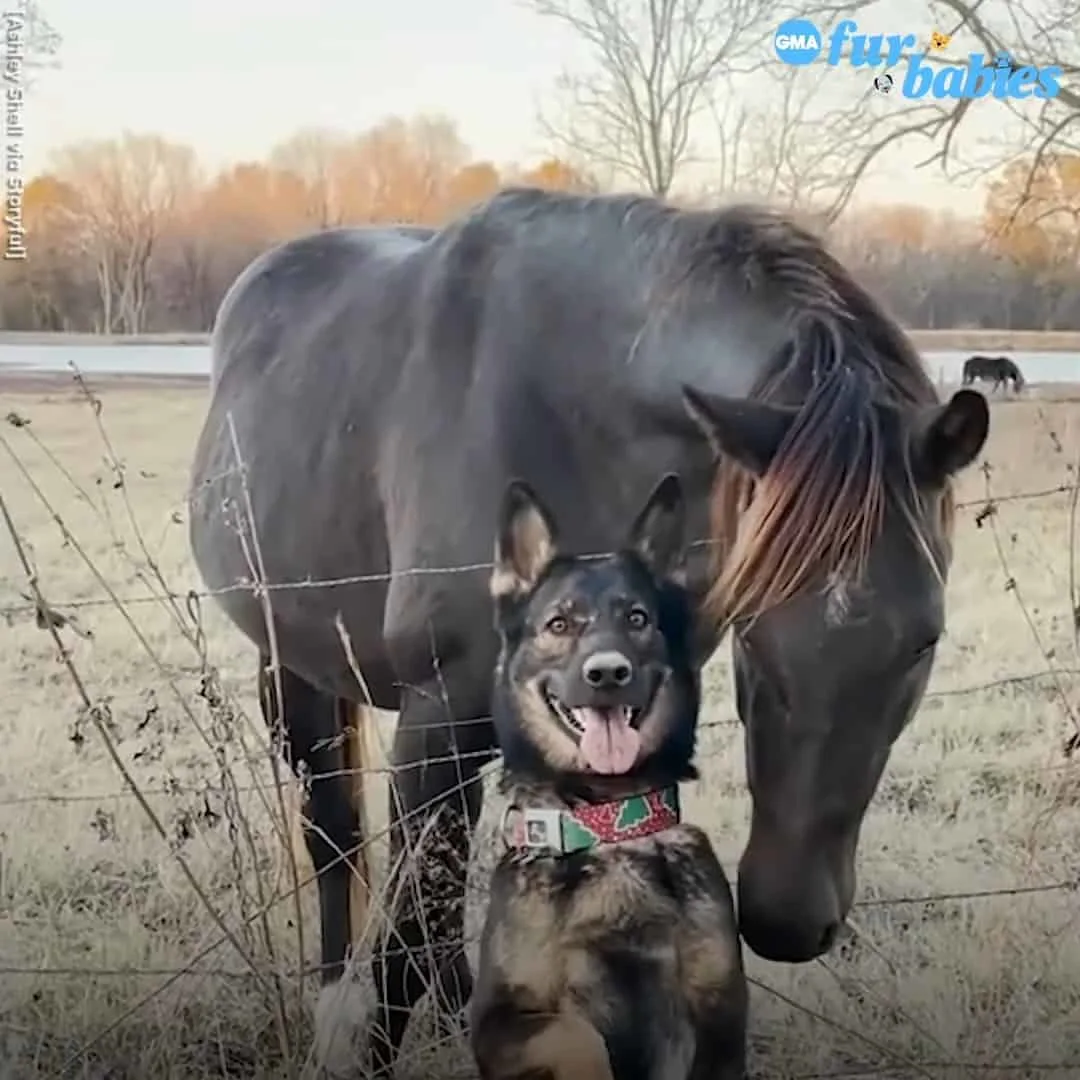 cute GSD photographed next to a horse