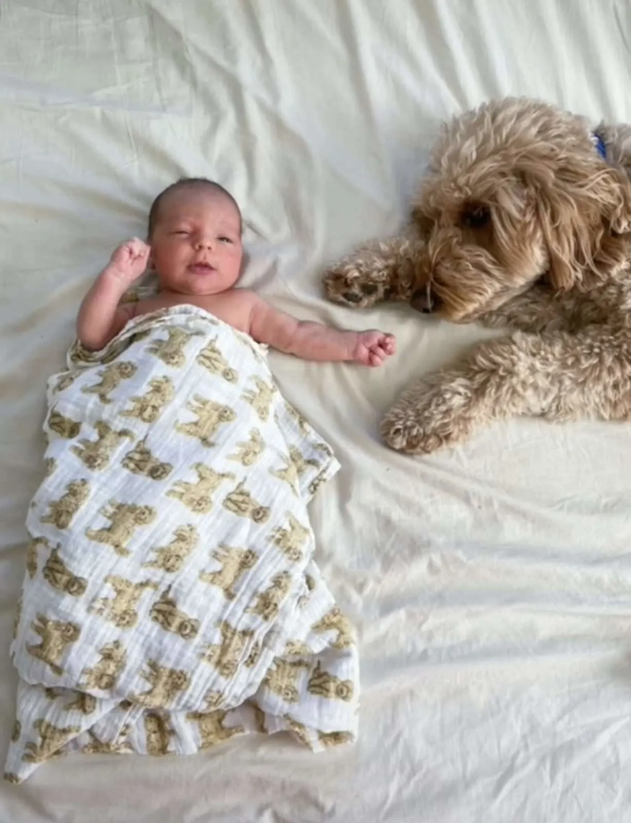 cute baby laying with goldendoodle on the bed